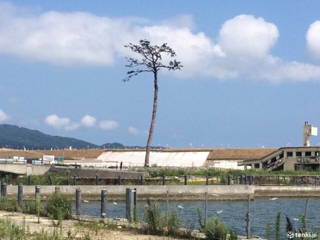 岩手県陸前高田市気仙町の奇跡の一本松　震災4年後の2015年8月に撮影
