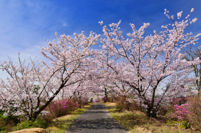 美しい桜に逢える場所 四国地方のさくら名所 22 コラム 緑のgoo