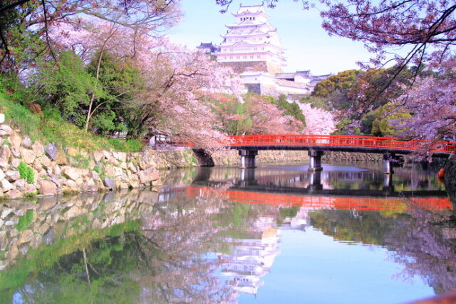 美しい桜に逢える場所 近畿地方のさくら名所 22 コラム 緑のgoo