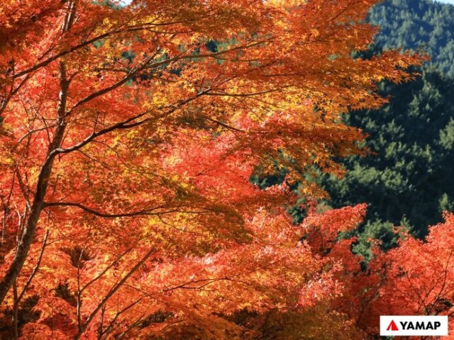 Tenki Jp Yamap 紅葉時期におすすめ 近畿地方の人気登山コース5選 コラム 緑のgoo