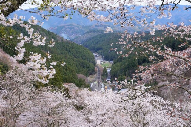 桜と美しい山の姿をゆったりと眺めながら、贅沢気分で召し上がれ♪