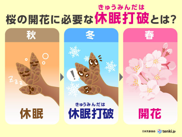 桜の開花、どう起こる？ カギとなる「休眠打破」や開花の目安が