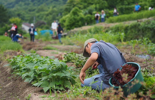 畑で野菜収穫からサンドづくりまで カメラを片手に島の暮らしを訪ねる旅 コラム 緑のgoo