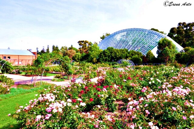 世界の街角 オーストラリア 貴婦人 アデレードにある優雅な憩いの場 アデレード植物園 Adelaide Botanic Garden コラム 緑のgoo