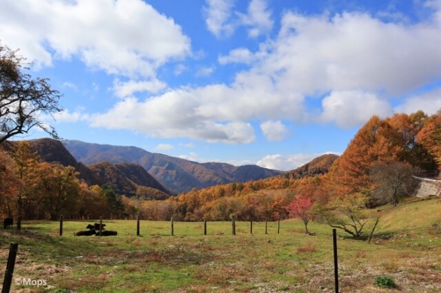 秋の信州 ビーナスラインでドライブと紅葉を楽しむ旅 コラム 緑のgoo