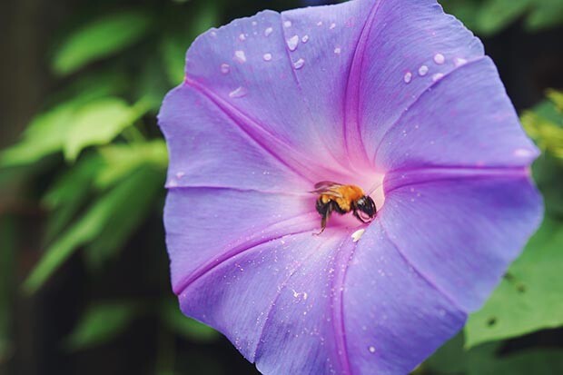 紫の花を咲かせたノアサガオの画像