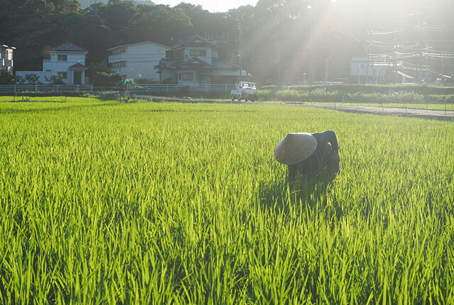 無農薬での米づくり 雑草取りはこんなに大変 効率のいいやり方は コラム 緑のgoo
