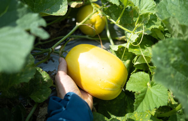 メロンみたいな野菜 マクワウリ のおいしい食べ方 見分け方 コラム 緑のgoo