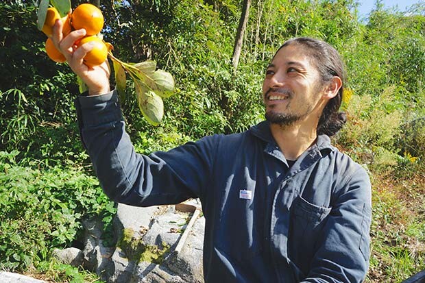 たわわに実った柿を収穫する男性の写真