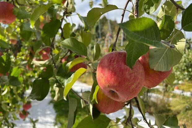 〈モホドリ蒸溜研究所〉では青森のりんご畑を守るために「加工用りんご」の契約栽培を依頼。市場に左右されない一定の価格で買取を行っている。