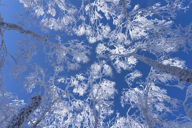 「青空にパッと咲いた樹氷の花。冬の山を歩いていると美しい出会いと発見がある」國分さんのインスタグラム、1月26日の投稿より。