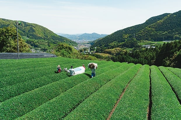 新緑の茶畑が美しい茶摘み風景。