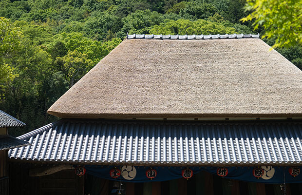 ピシッと整った茅葺き屋根が新緑に映えます。