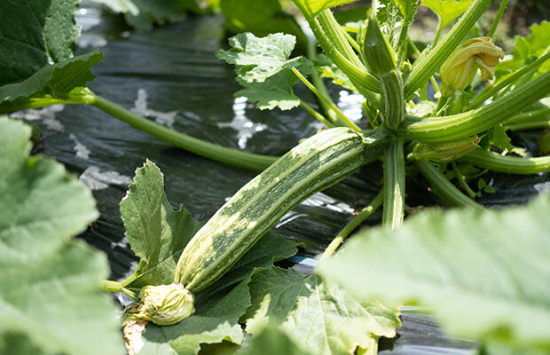 夏野菜を先取り 小豆島の農家が教えるレシピ ズッキーニと豚バラ肉の梅肉炒め コラム 緑のgoo