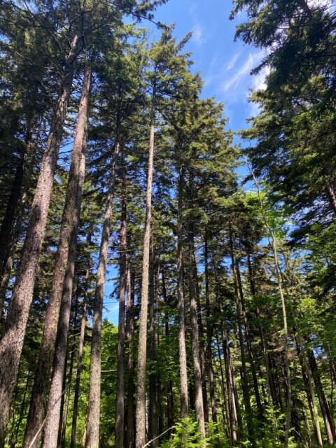 赤蝦夷松。英語名は、Sakhalin spruce（サハリン・スプルース）。高さは30〜40メートルにもなる。