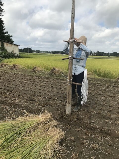 刈った稲を干すための杭の準備中。