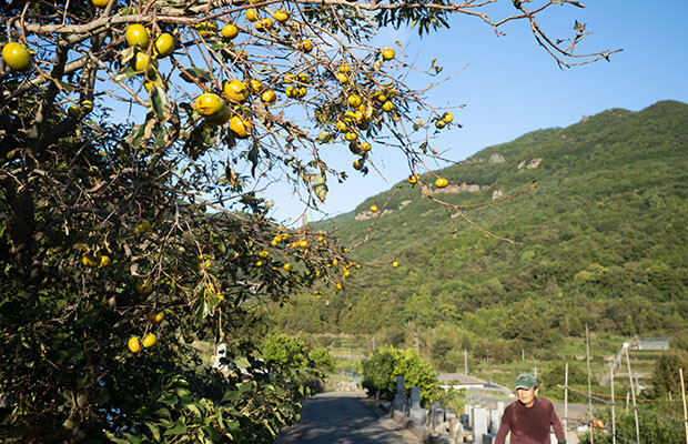 すっかり秋らしい風景になった小豆島。柿があちこちで実っています。