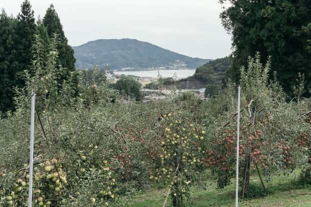 陸前高田では、平地では年貢となる米を、高台では土地が狭い傾斜地でも育てやすいリンゴが多く栽培されてきた。