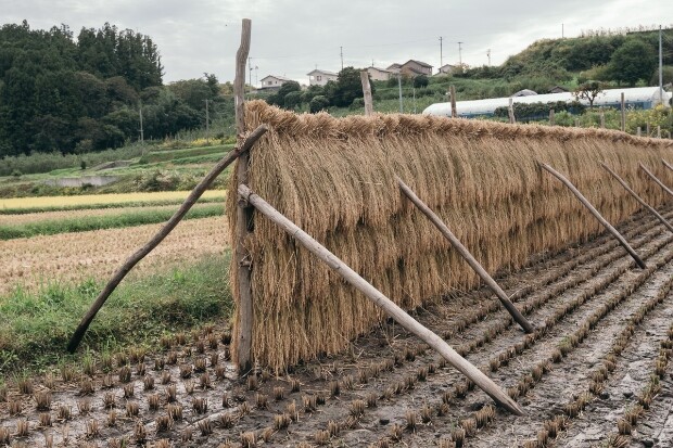 康智さんは、平地で米も少量育てている。生姜栽培の際、乾燥や病害虫防止のため、土に稲藁を敷きたいと考えているからだ。写真は収穫した稲を稲架掛け（はさがけ）し、乾燥させている様子。