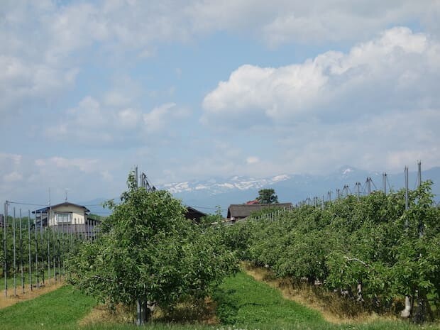 江刺りんご農園
