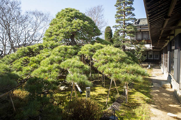 敷地内の庭にある松本城主・石川康長公お手植えの松の大木は見事な枝振り。館内には城主の残した着物や家宝なども展示され、至るところで歴史を感じられる。