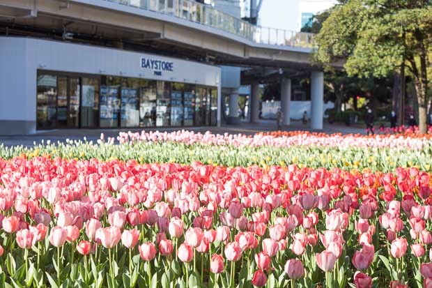 横浜スタジアムのある横浜公園にはチューリップが10万本も植えられています。