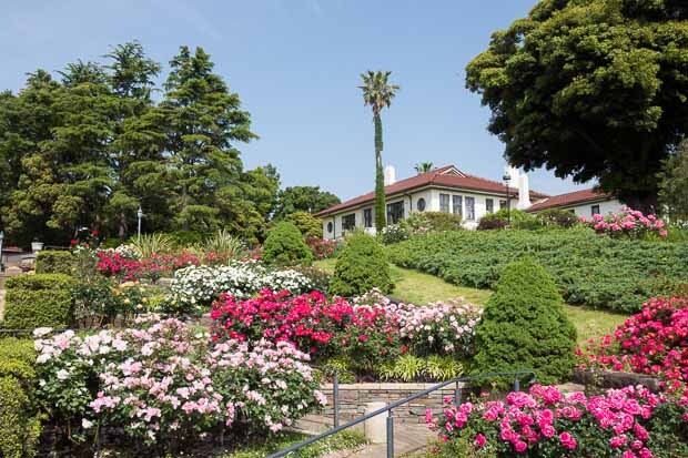 港の見える丘公園内のバラとカスケードの庭。