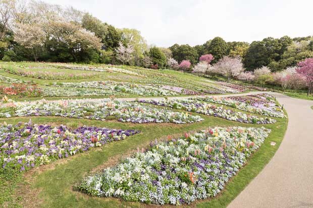 「里山ガーデン」内の「横浜の花で彩る大花壇」は市内最大級１万平方メートルもの大規模な花壇です。