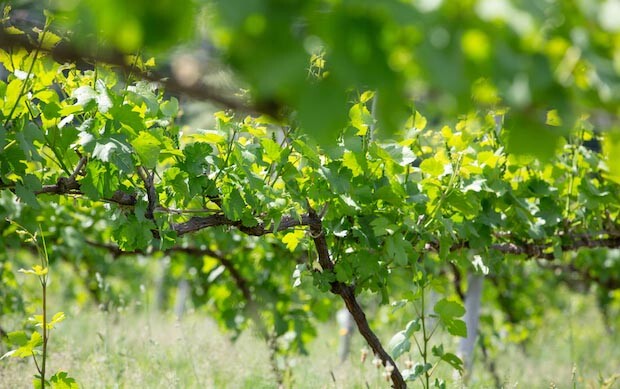 ヴィンヤード（ワイン醸造用のブドウ畑）