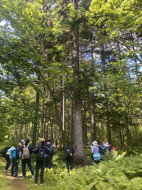 ２日目には「アカエゾマツの森」。中学生はタブレットを持ち、写真を撮りながら歩く。