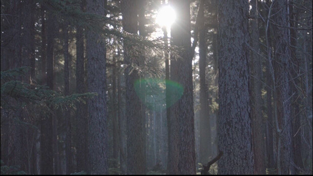 真冬の朝、「アカエゾマツの森」に射し込む光は、とても美しい。