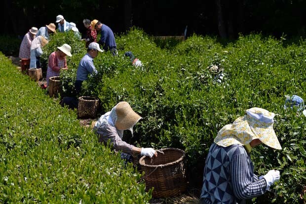 いまや貴重になりつつある「野木園（のぎえん）」の手摘み茶の栽培、生産に継続して取り組んでいます。