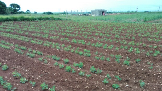 ネクストステージ沖縄は、2010年から伊江島の農家と手を組み、落花生栽培を再開させました。