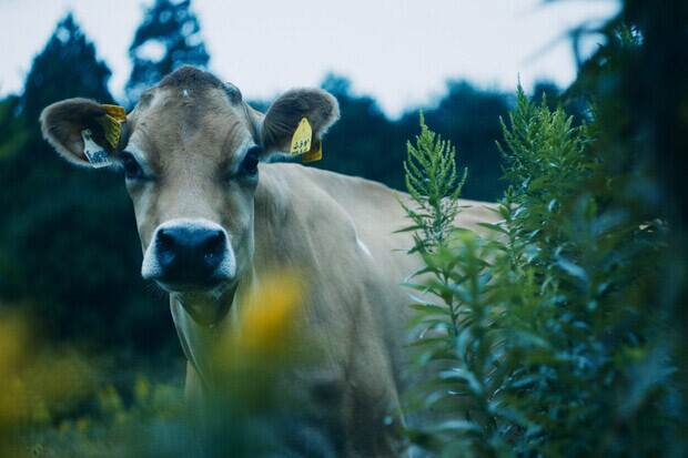 那須町・益子町にある〈森林ノ牧場〉のジャージー牛からとれるミルクをたっぷり使用
