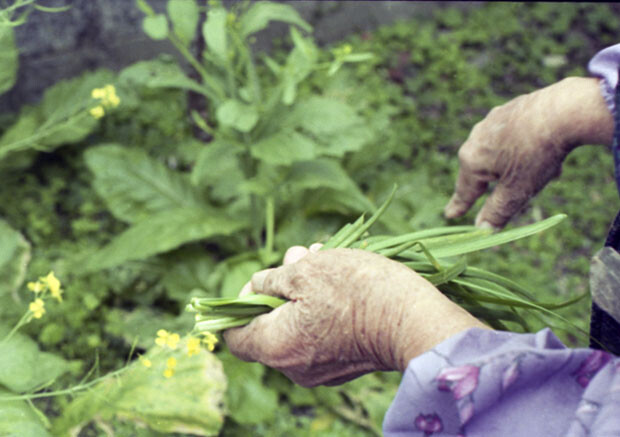 やんばるのおばぁたちの「収穫して料理する」生活のリズムにチリビラなどの葉野菜がぴったりと寄り添う。