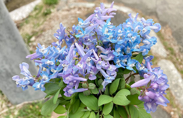 エゾエンゴサク。青と紫の花。ほかに白い花もあるという。