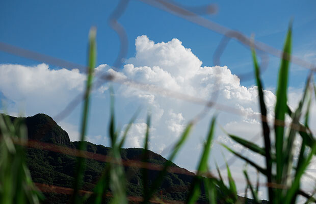 夏のある日。生姜の畑から眺める入道雲。