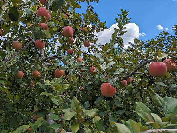 赤い実を実らせつつあるりんご公園のリンゴ。