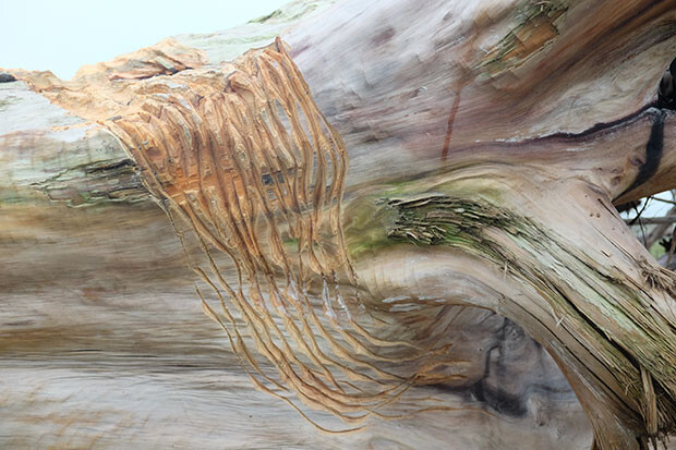 海へと向かう道を歩いた先に作品はある。木肌は螺旋状に彫られている。