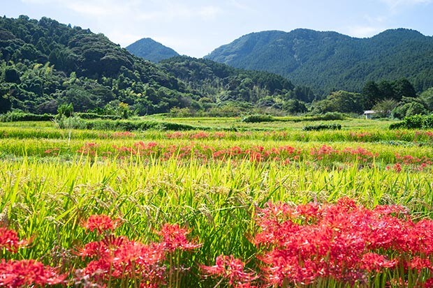 棚田に咲くヒガンバナの写真