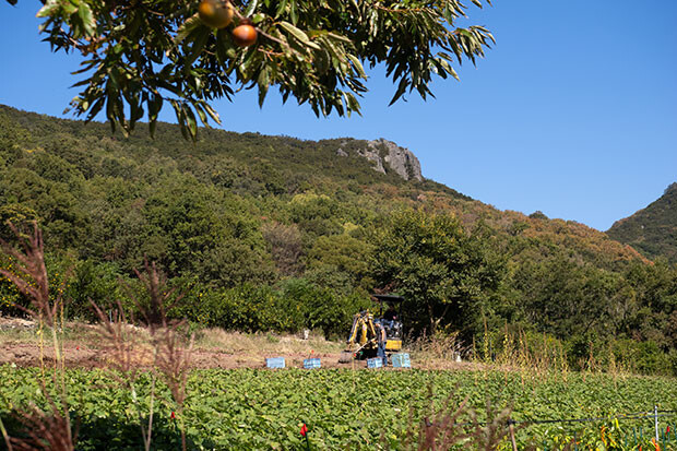 10月、畑のまわりの山々が色づき始める頃、サツマイモの収穫が毎年始まります。