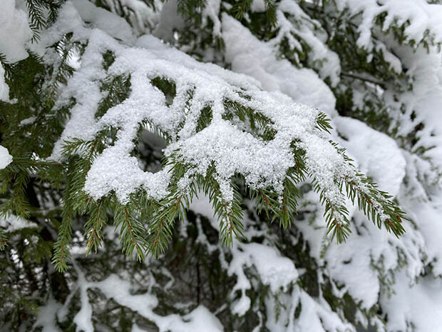 Pine Graceが活用するのは、アカエゾマツの枝葉。このなかに独自の防御物質が閉じ込められている。