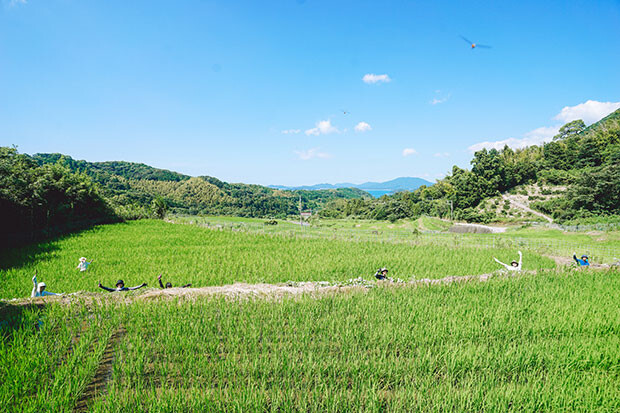 青々と成長した棚田の稲と、澄み渡る青空の写真。