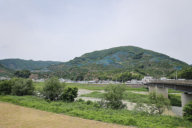 有田川周辺の山の斜面はみかん畑で覆われる。平地も見渡す限りみかん畑が続く。