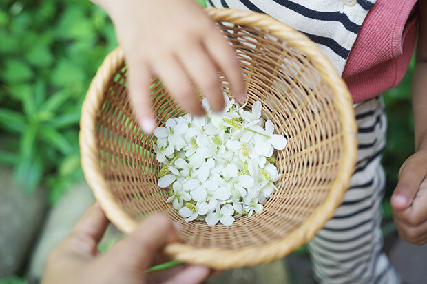 ざるにドクダミの花を集めている様子。