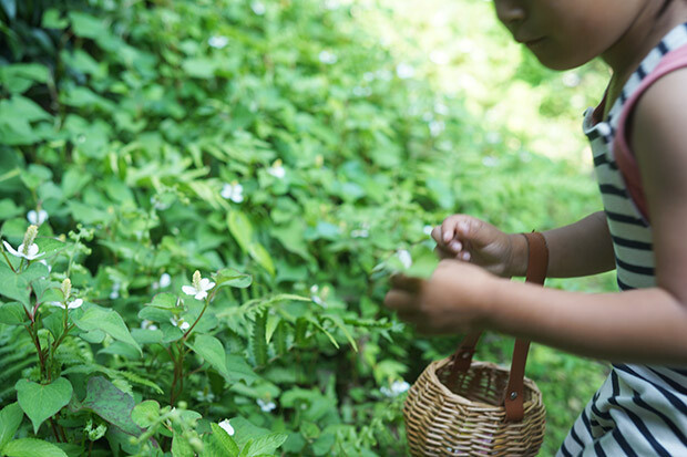草むらでドクダミの花を摘んでいる女の子の写真。