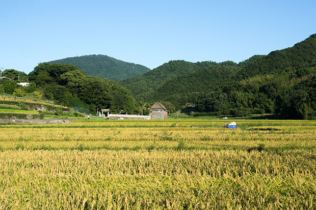 昔話に出てきそうな肥土山の秋の風景。NOTELから徒歩５分ほど。奥に見える建物は『肥土山農村歌舞伎舞台』。