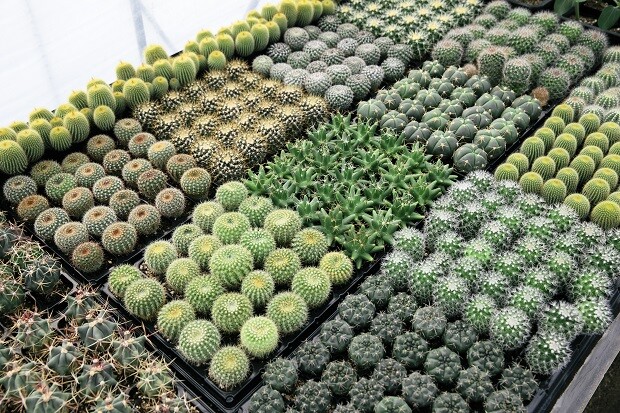 市内で栽培されている実生サボテン。