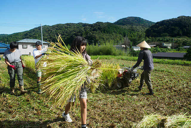 刈り取った稲穂を運ぶ子ども