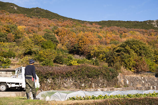 12月上旬、今年は紅葉を長く楽しめました。畑のまわりの山々がオレンジや黄色に色づきとてもきれい。